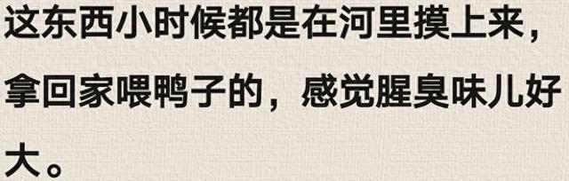 河蚌肉少人食用，网友直呼味道难忘