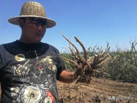 北方懒人药材种植新宠，每亩收益高达2万元