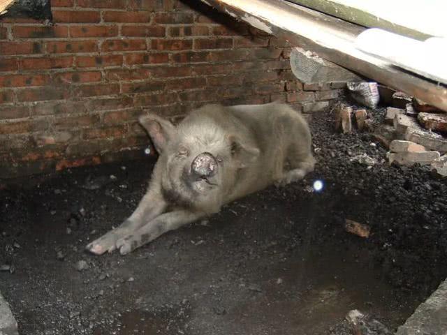 猪坚强13岁靠雨水木炭存活，相当于人类百岁