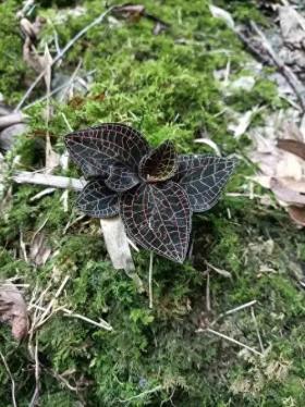 天价神奇小草，金线莲的千金身价揭秘