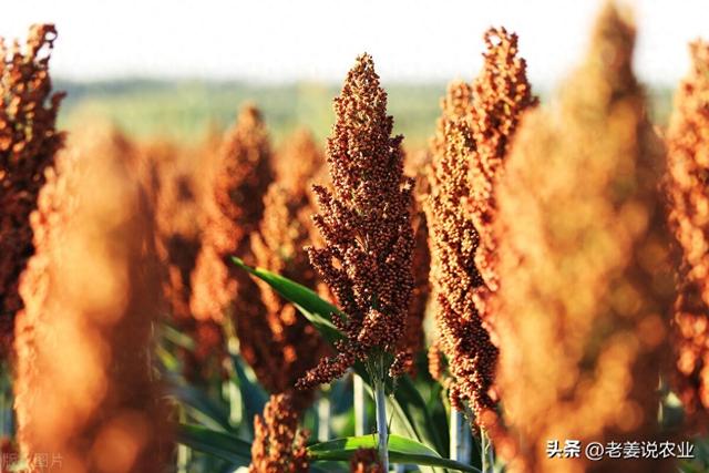 高粱价格大涨，一天比一天的价格高，2023年8月31日高粱行情 