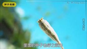 无论身处何地，植物总有办法，将种子传播出去 #种子传播 