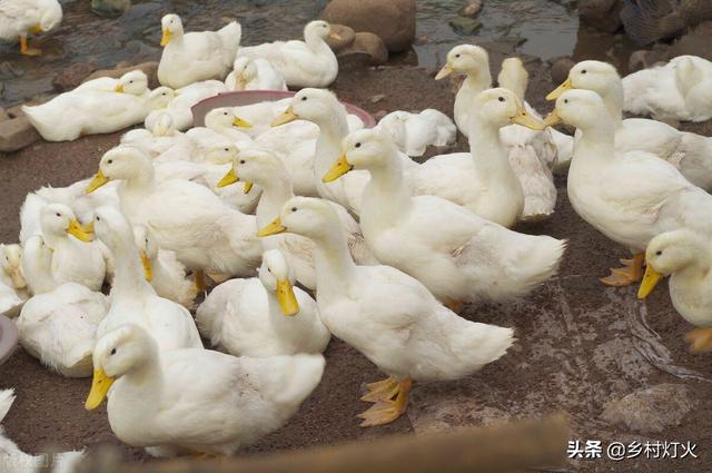 养鸭赚钱容易吗？这些细节做到位，其实养鸭赚钱并不难 