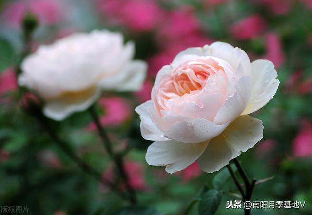 集齐这10种颜色的月季花，你就是花界大神，真的太好看了