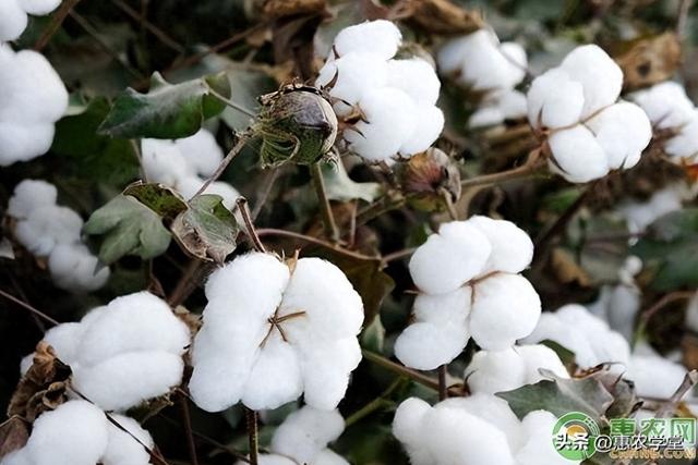 今年的棉花价格多少钱一斤？棉花质量标准有哪些？