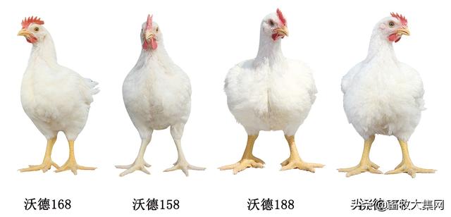 肉鸡品种全家福