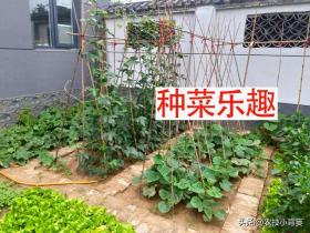 7种适合新手在家种植的蔬菜，生长快、好养活，缺少阳光也能种