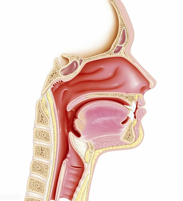 南方地区高发的鼻咽癌发病主要跟三大因素有关，注意小心防范