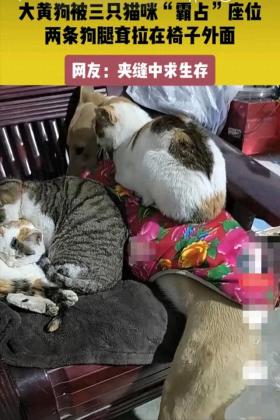 三只猫咪“强占”大黄狗座位，视频在网络上走红，目中无狗！