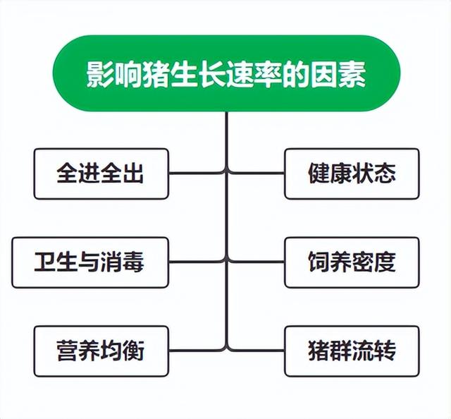 猪自然生长慢怎么办？加点料让猪长得快一点