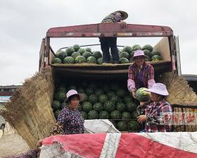 记者走访南宁西瓜市场，询问收购价格 瓜农和收购商都皱起了眉头